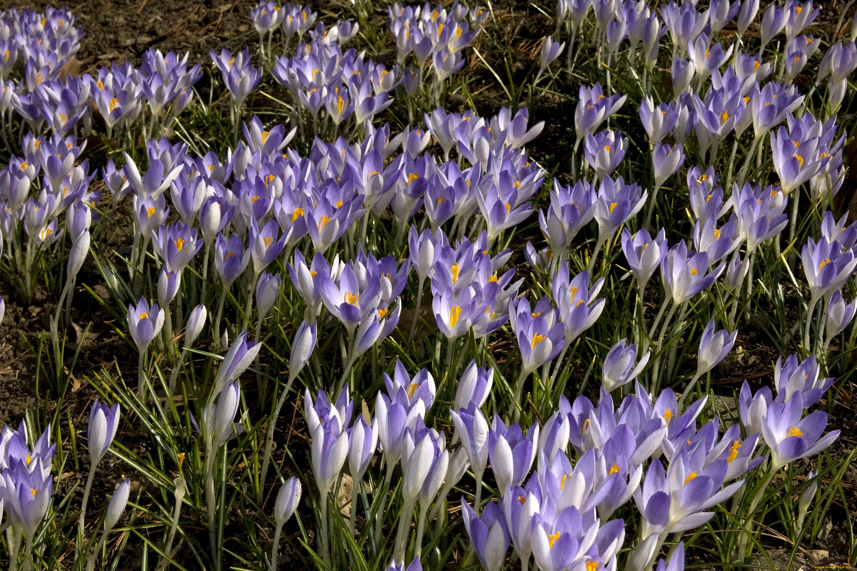 Crocus tommasinianus